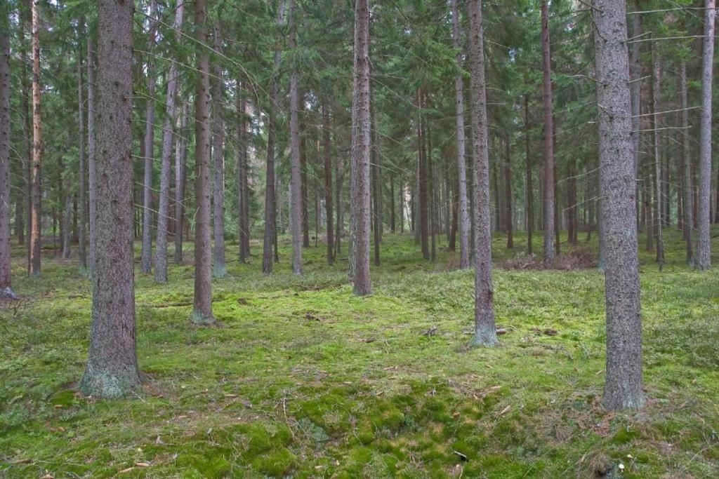 Agroturystyka Skoszewo ภายนอก รูปภาพ